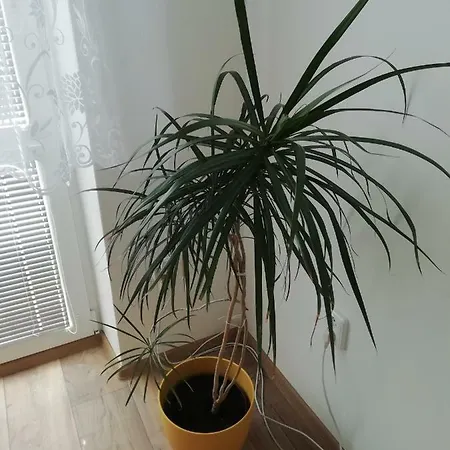 Apartmán Apartman Marek Hyza *